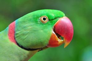 Ожереловый попугай зеленый