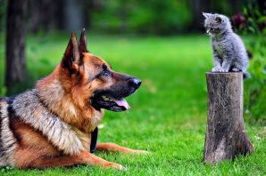 Породы животных собак и кошек