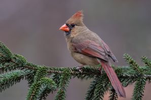 Красный кардинал птица