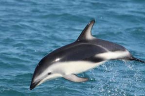 Белобрюхий дельфин