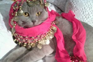 Татарский кот