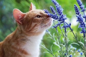 Любимое растение кошек