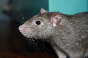 Амбарная крыса