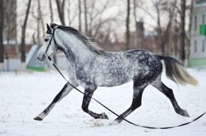 Орловская лошадь