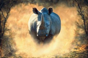 Шерстяной носорог