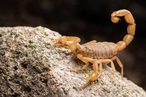 Скорпион животное