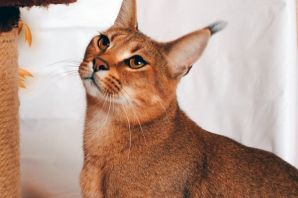 Порода кошек с кисточками на ушах