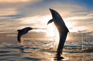 Дельфины в океане