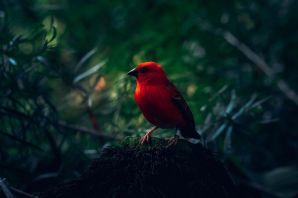 Птица с красными бровями