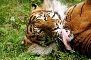 Язык тигра
