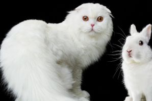 Белая вислоухая кошка