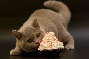 Пирожки с котятами