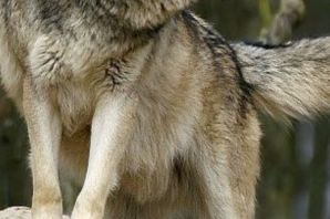 Берингийский волк