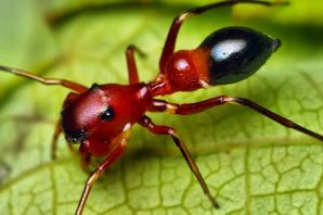 Ядовитые муравьи