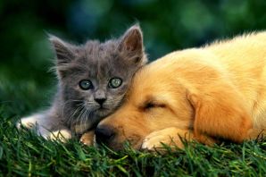 Смешные животные кошки и собаки
