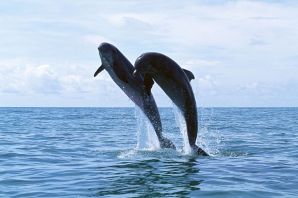 Черный дельфин животное