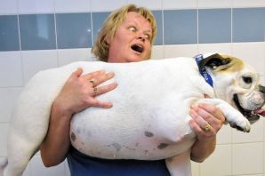 Самая толстая собака