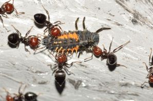 Личинка муравья