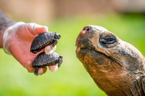 Детеныш черепахи
