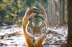 Тигр на ветке