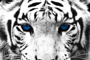 Глаза тигра