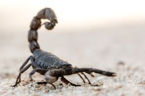 Самый большой скорпион в мире