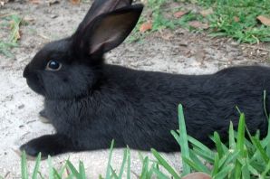 Цветной черный кролик