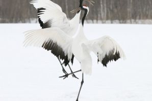 Танцующие птицы