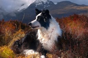 Шотландская пастушья собака