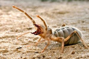 Самые ядовитые насекомые