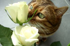 Котик с цветочком