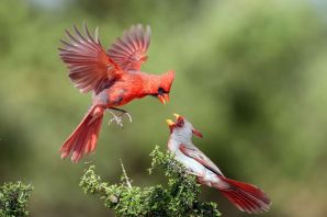 Рыжая птица