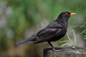 Маленькая черная птица