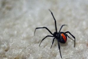 Красная вдова паук