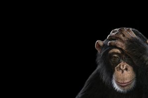Самые умные обезьяны