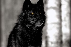 Акелла волк канадский черный