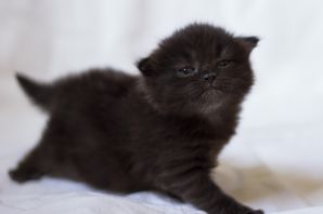 Пушистый черный котенок
