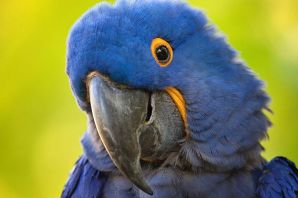 Попугаи голубые