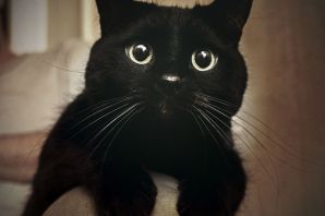 Гладкошерстный черный кот