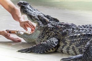 Домашний крокодил