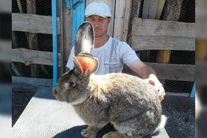 Кролик гигант порода
