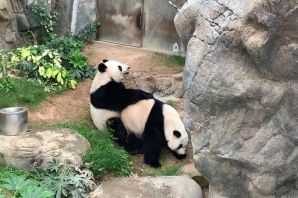 Панды в московском зоопарке