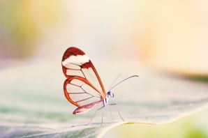 Необычные бабочки