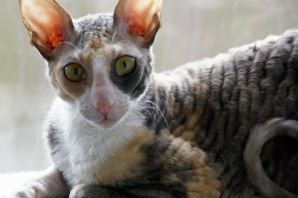 Порода котов с большими ушами