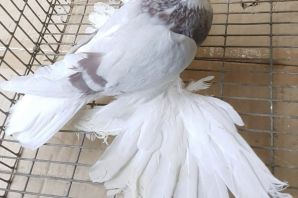 Породистые голуби