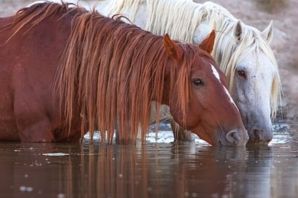 Лошади самые красивые