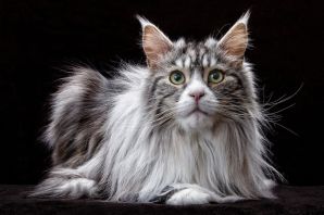 Порода кошек наполеон