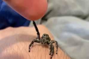 Прыгающие пауки дома