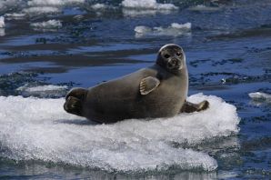 Байкальский тюлень