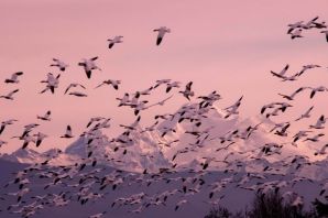 Миграция птиц